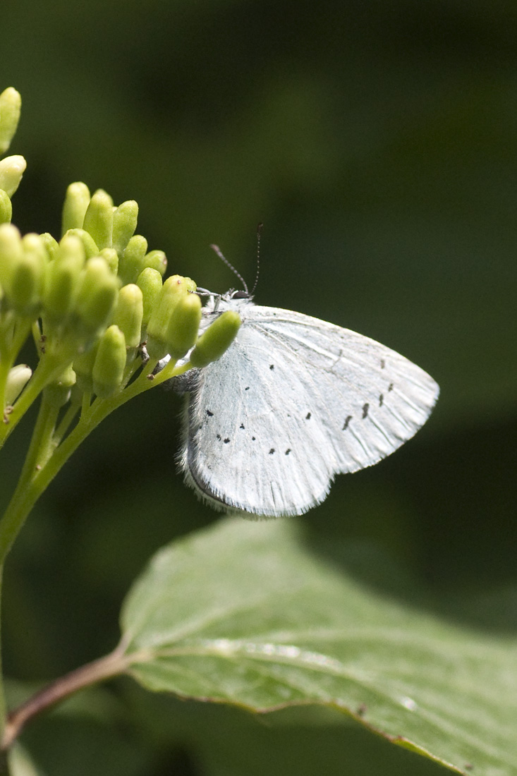 celastrina argiolus?